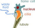 Flatworm flame cell. Structure of element of excretory system with title. Protonephridia of planaria